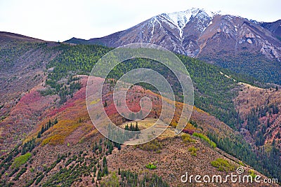 Tibet color of the forest Stock Photo