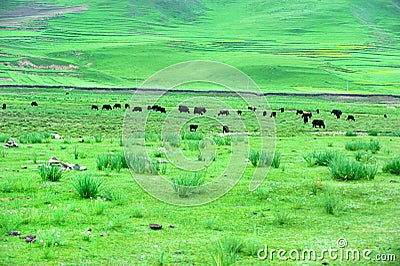 Tibet GanNan's grassland Stock Photo
