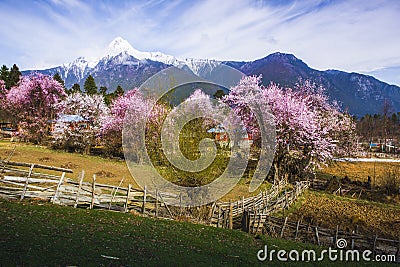 Tibet's spring Stock Photo