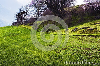 Tibet's spring Stock Photo