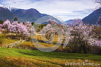 Tibet's spring Stock Photo