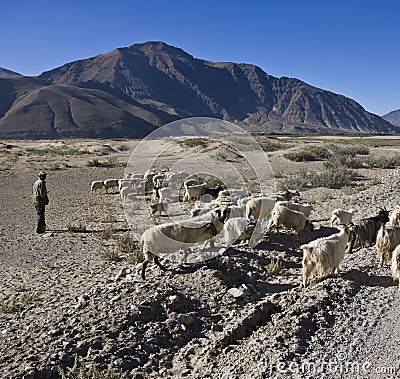 Tibet - Shepherd with his herd - Tsetang Editorial Stock Photo
