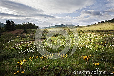 Tibetan alpine grassland Stock Photo