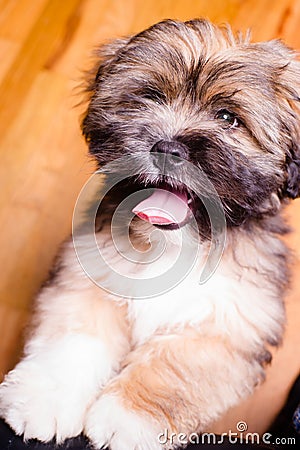 Tibetan Lhasa Apso Small Canine Dog Breed Furry Animal Creature Stock Photo