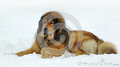 Tibetan mastiff Stock Photo