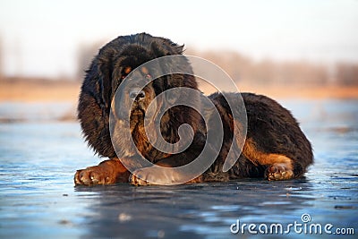 Tibetan Mastiff Stock Photo