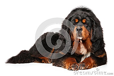 Tibetan Mastiff dog graceful lying Stock Photo