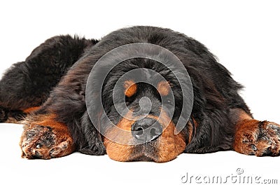 Tibetan Mastiff dog is sleeping Stock Photo