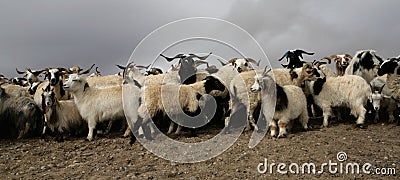 Tibetan mountain sheep Stock Photo