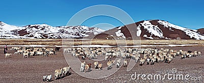 Tibetan nomad and herd of sheeps Stock Photo