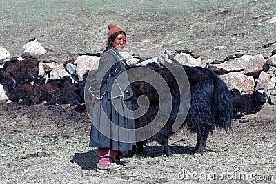 Tibetan nomad milking yak cow by hands in Ladakh, India Editorial Stock Photo