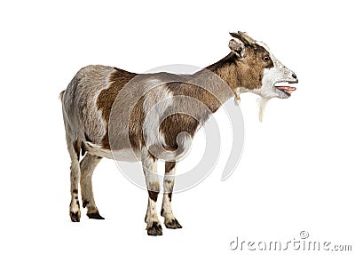 Tibetan Pigmy Goat bleating mouth open, isolated on white Stock Photo