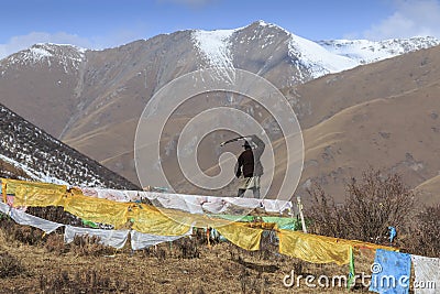 Tibetan shepherd in SiChuan using a slingshot to gather its yaks Editorial Stock Photo