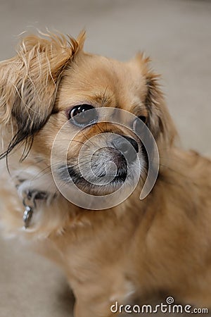 Tibetan spaniel dog portrait Stock Photo