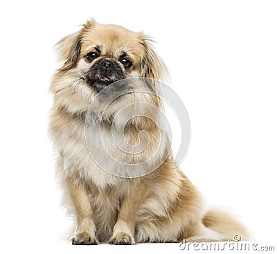 Tibetan Spaniel sitting, 2 years old , Stock Photo