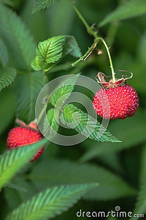 Tibetan strawberry-raspberry, berry. Roseleaf Rubus rosifolius. Close up on background of leaves Stock Photo