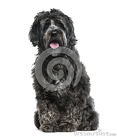 Tibetan Terrier isolated on white Stock Photo