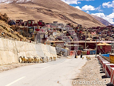 Tibetan women and the flock of long haired sheep walking on the Editorial Stock Photo