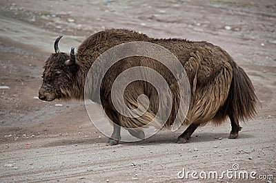 Tibetan Yak Stock Photo