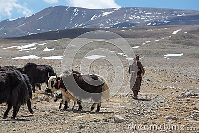 Tibetan Yak man following his group of yaks in the Himalayas. Ti Editorial Stock Photo