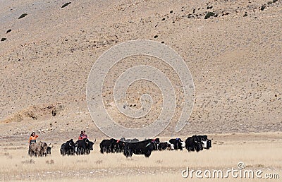 Tibetan yaks Editorial Stock Photo