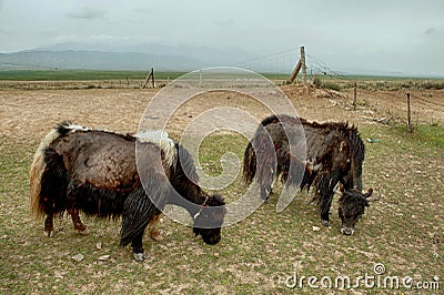 Tibetan Yaks grazing in Qinghai Stock Photo