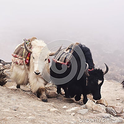 Tibetan yaks in the mist. Stock Photo