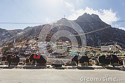 Tibetan yaks resting spot with mountain and Tibetan prayer flags in the background in winter in Tashi Delek near Gangtok. Stock Photo