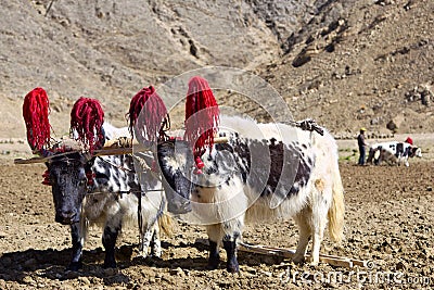 Tibetan yaks Stock Photo
