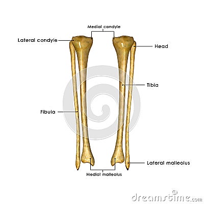 Tibia and fibula Stock Photo