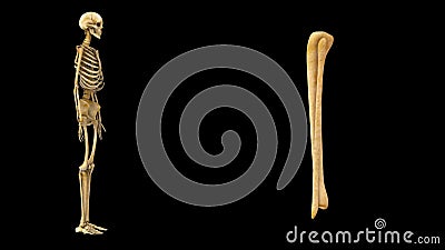 Tibia And Fibula Stock Video Video Of Backbone Didactic 47516857