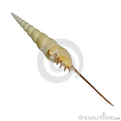 Tibia fusus or Spindle tibia, such a beautiful appearance is sought after by shell collectors. Stock Photo