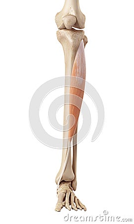 The tibialis anterior Cartoon Illustration