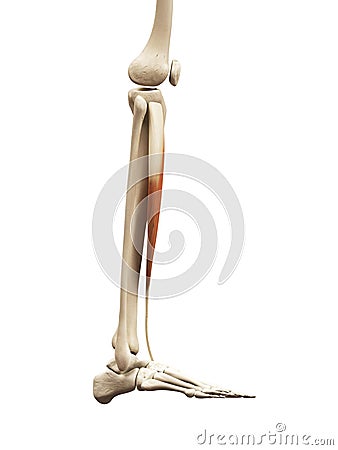 The tibialis anterior Stock Photo