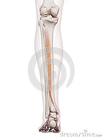 The tibialis posterior Cartoon Illustration