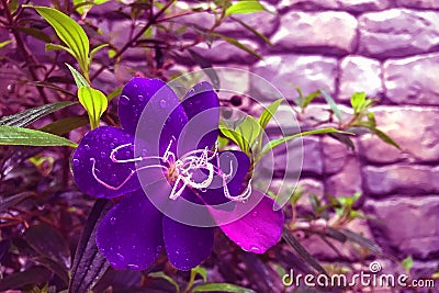 Tibouchina granulosa, Purple princess flower in the garden, Magenta tone Stock Photo