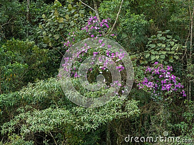 Tibouchina granulosa seasonal flowers tree contrast in green forest Stock Photo