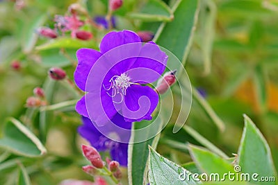 Tibouchina semidecandra, the princess flower Stock Photo