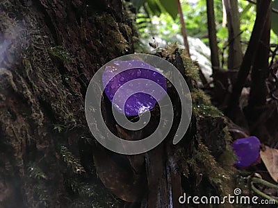 Tibouchina Urvilleana Flower Petal Lying on Moss on Tree Roots at Hawaii Volcanoes National Park on Big Island, Hawaii. Stock Photo