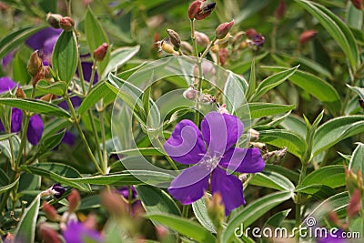 Tibouchina urvilleana (glory bush, lasiandra, princess flower, pleroma, purple glory tree) in nature Stock Photo