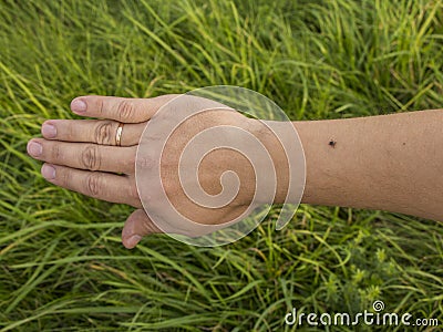 Tick Stock Photo