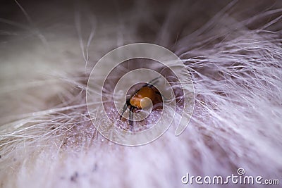 Tick on dog Stock Photo