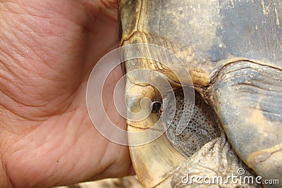 Tick. exotic veterinarian examines a tortoise, Greek tortoise. female tick on turtle. parasites, ticks, tick in wild nature. wildl Stock Photo