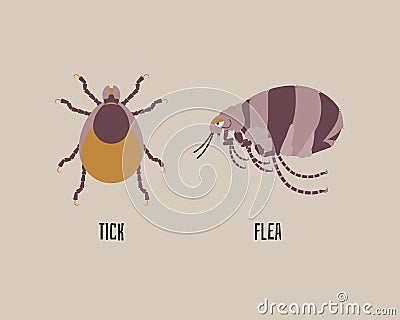 Tick and flea, insect, bug concept Vector Illustration