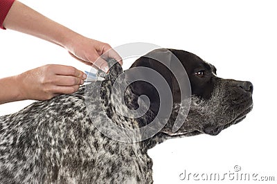 Tick and flea prevention Stock Photo