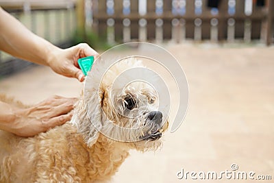 Tick and flea prevention for a dog Stock Photo