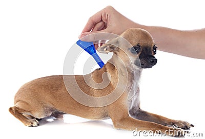 Tick and flea prevention Stock Photo