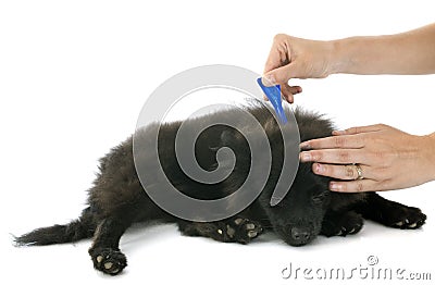 Tick and flea prevention Stock Photo