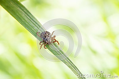 Dermacentor marginatus, Dermacentor reticulatus. tick on the grass, acarus on green grass Stock Photo