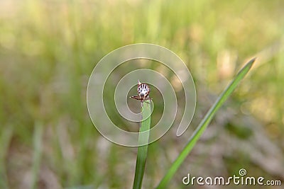 Tick on the grass close-up. Lyme Borreliosis Disease or Encephalitis Virus Infectious. Dermacentor Tick Arachnid Parasite Macro. Stock Photo